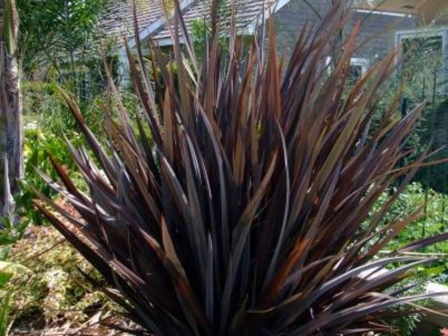 Phormium Dark Delight