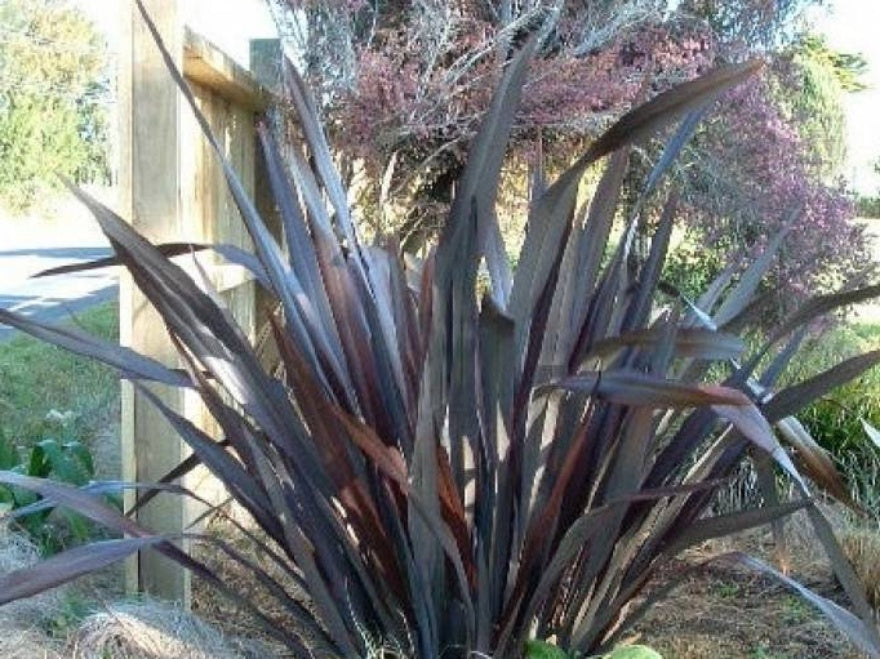 Phormium Dark Delight