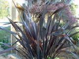 5x Flax Dark Delight - $12.99 each