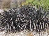 Phormium Dark Delight
