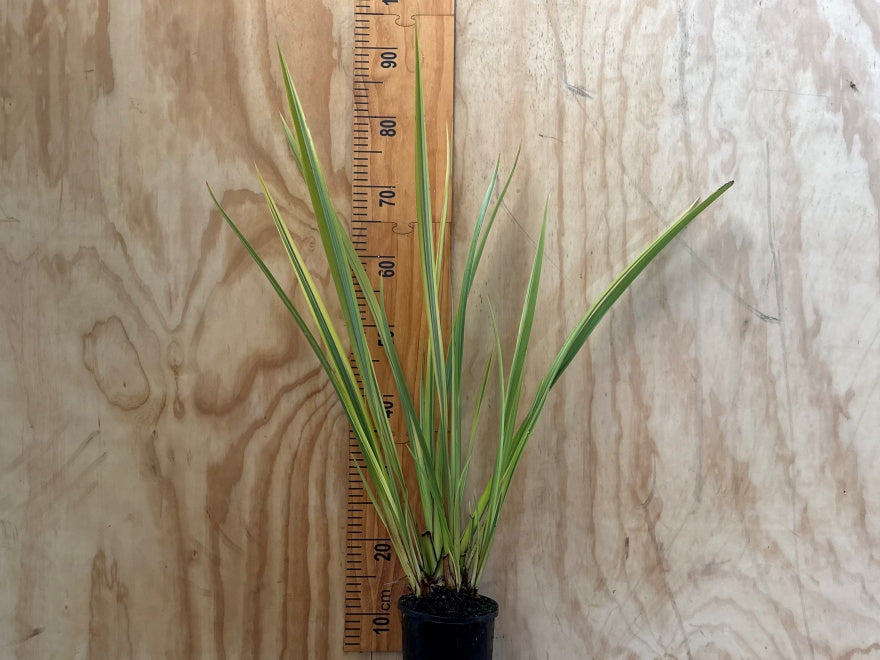 Phormium Duet
