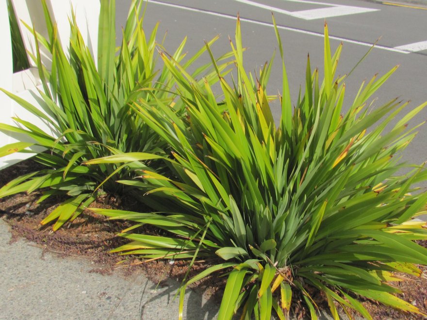 Flax Emerald Gem - large size