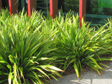 Phormium Emerald Gem