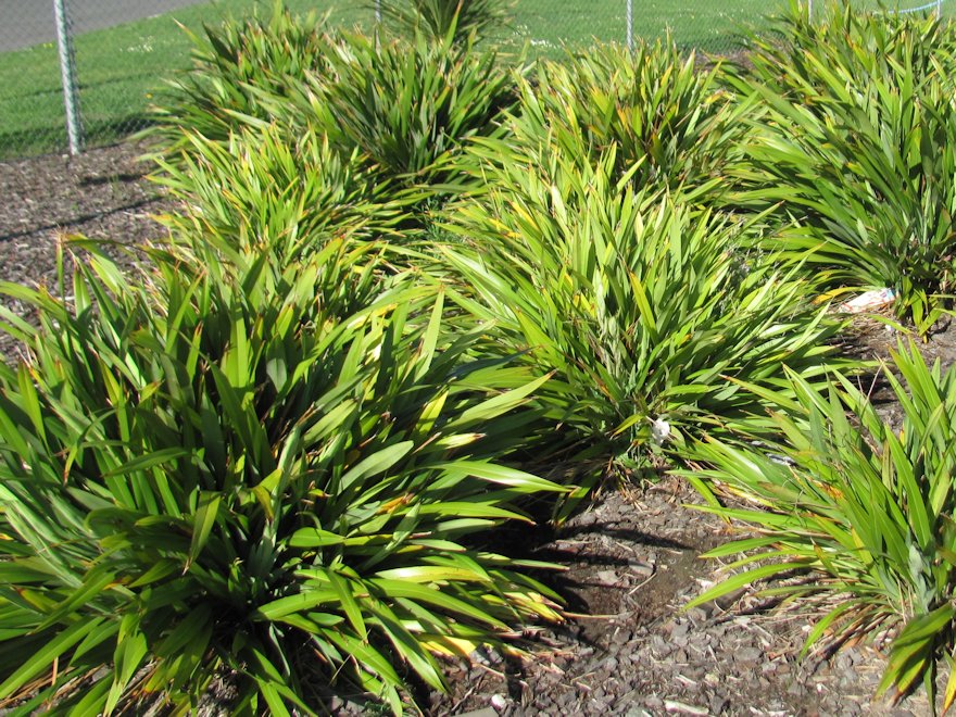 25x Flax Emerald Gem - $8.99 each