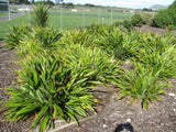 Phormium Emerald Gem