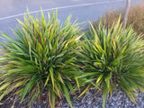 Phormium Emerald Gem