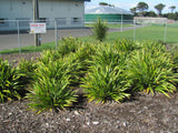 Phormium Emerald Gem