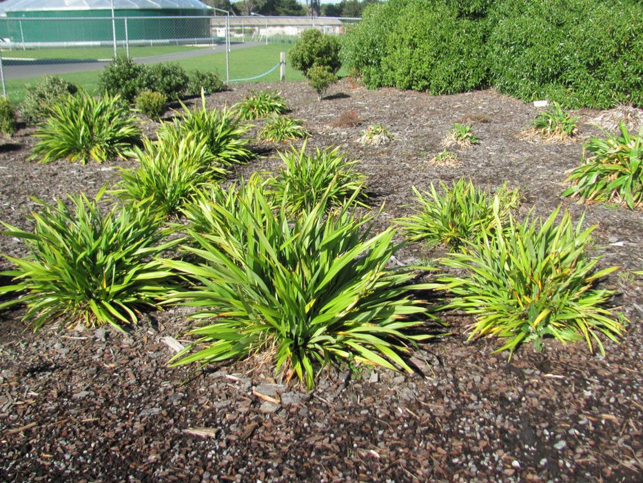 Phormium Emerald Gem