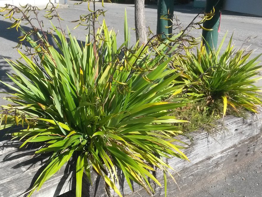 Flax Emerald Gem - large size