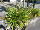 Phormium Emerald Gem