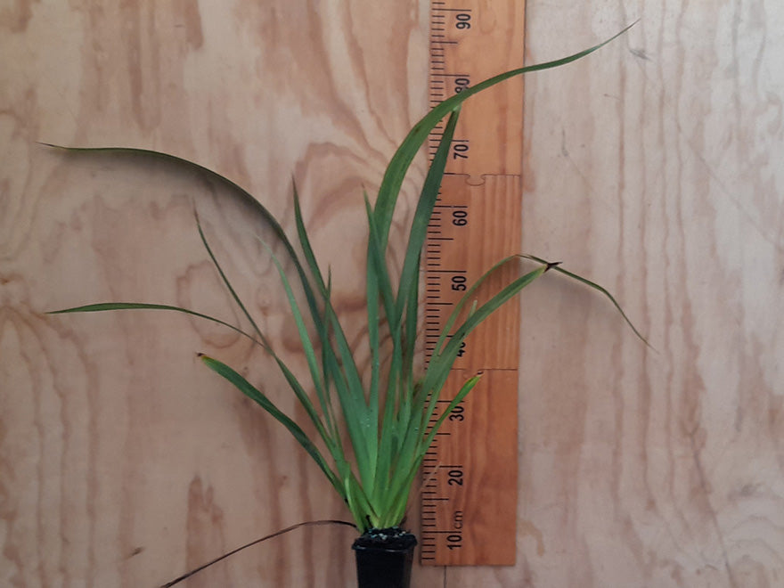 Flax Emerald Gem - large size