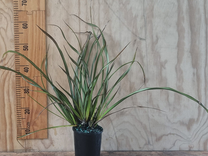 Phormium Jack Spratt