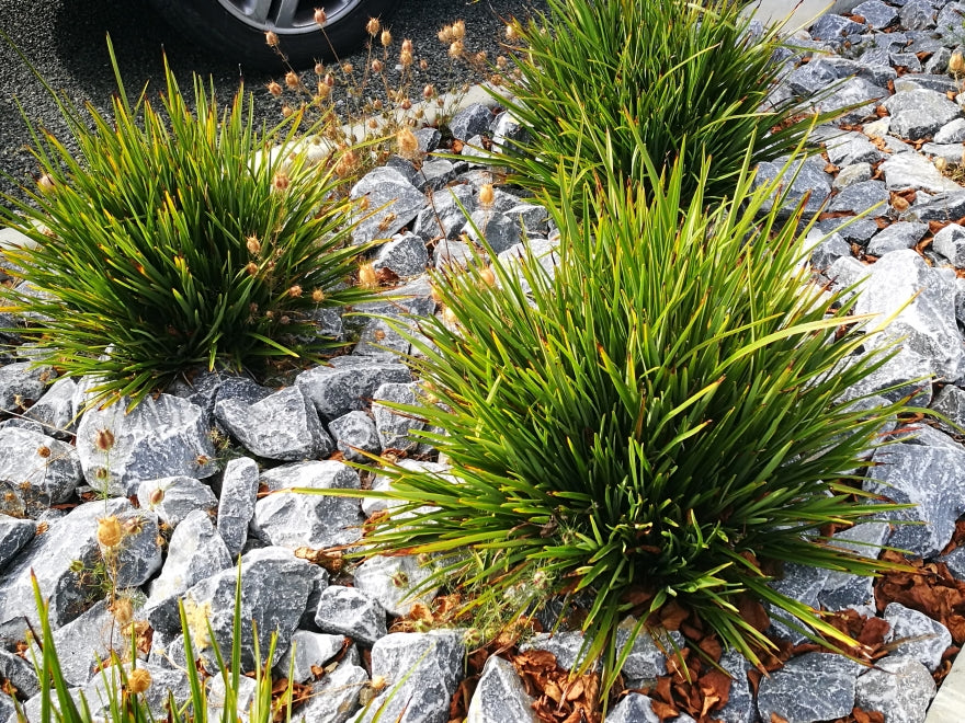 100x Phormium Pepe - $9.99 each