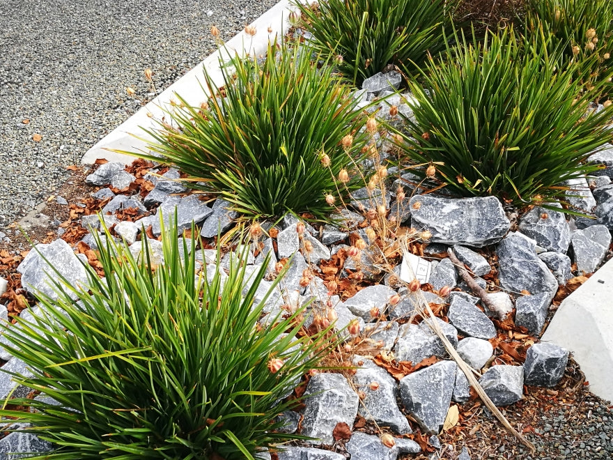 25x Phormium Pepe - $9.99 each