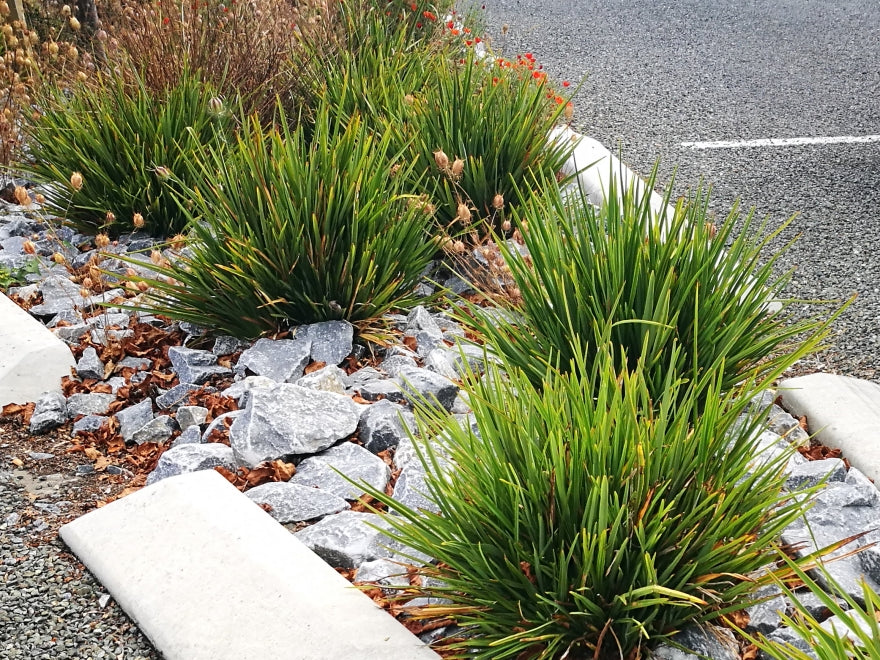 100x Phormium Pepe - $9.99 each