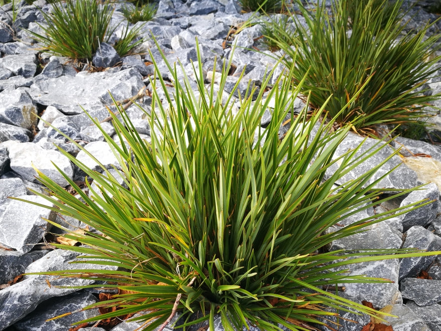 100x Phormium Pepe - $9.99 each