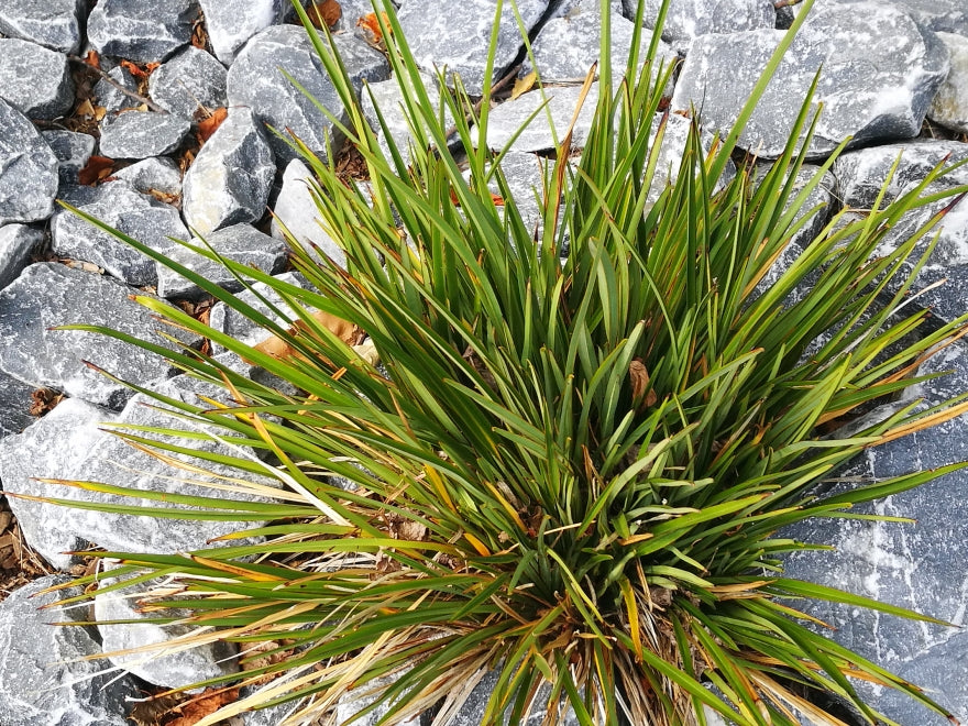 Phormium Pepe