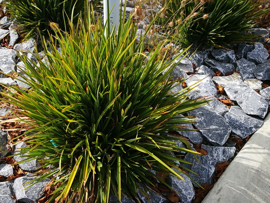 25x Phormium Pepe - $9.99 each