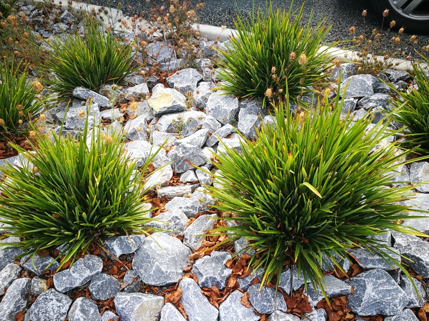 100x Phormium Pepe - $9.99 each