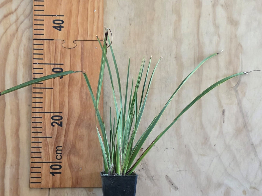 5x Phormium Pepe - $7.99 each