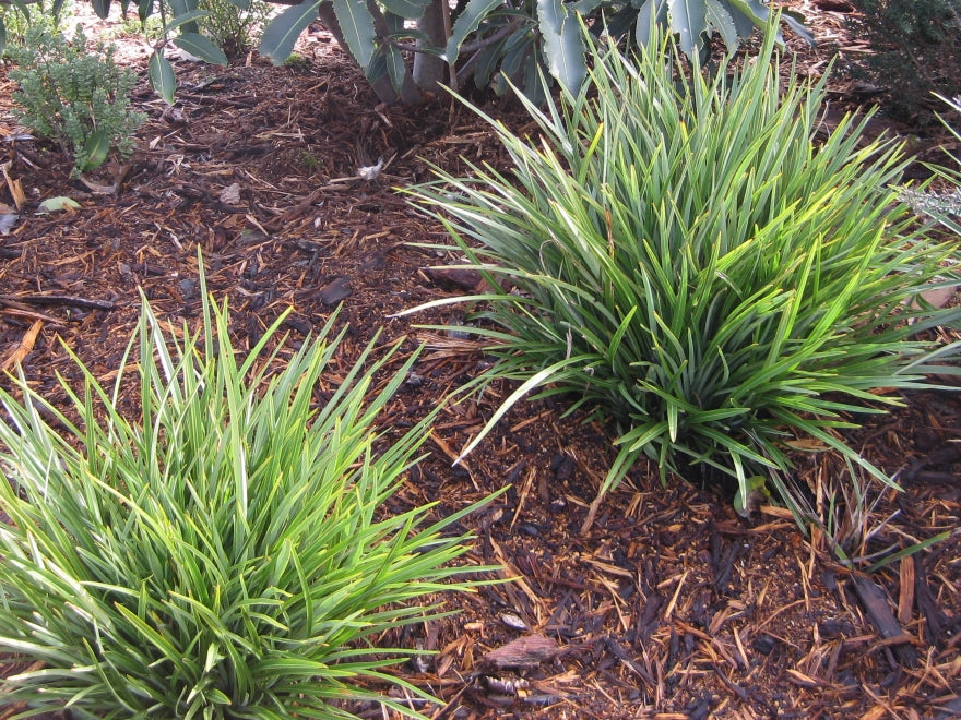 Phormium Pepe