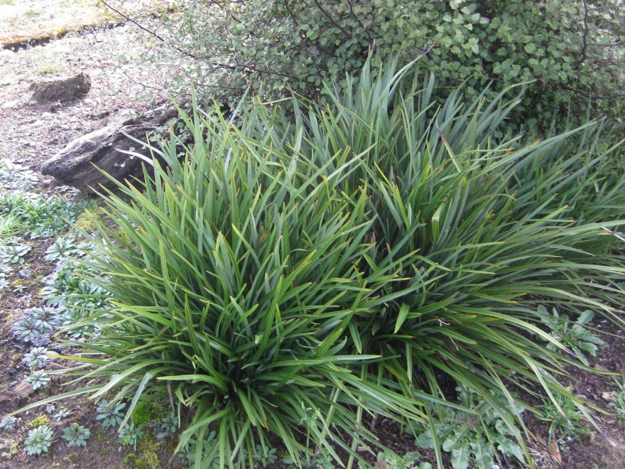 Phormium Pepe
