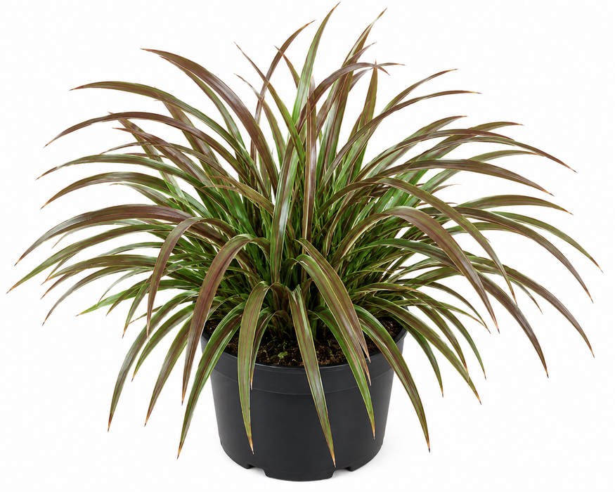 Phormium Stripy Mist