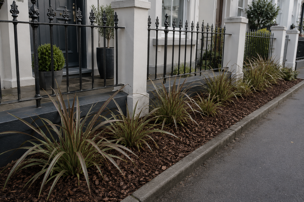 Phormium Stripy Mist