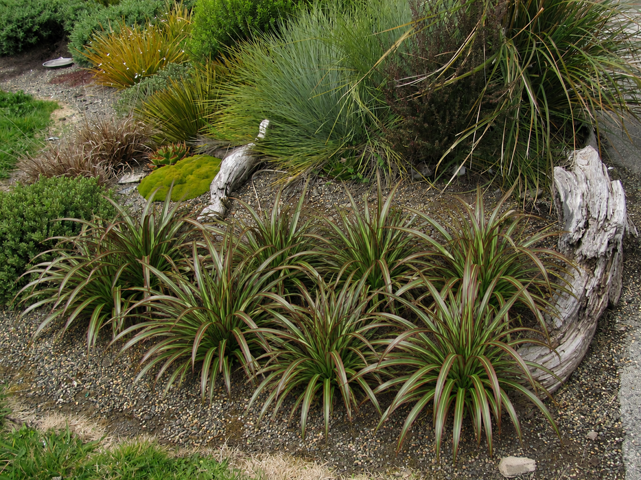 Phormium Stripy Mist