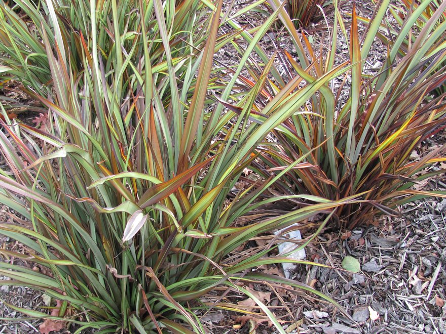 25x Flax Surfer Green - $9.99 each