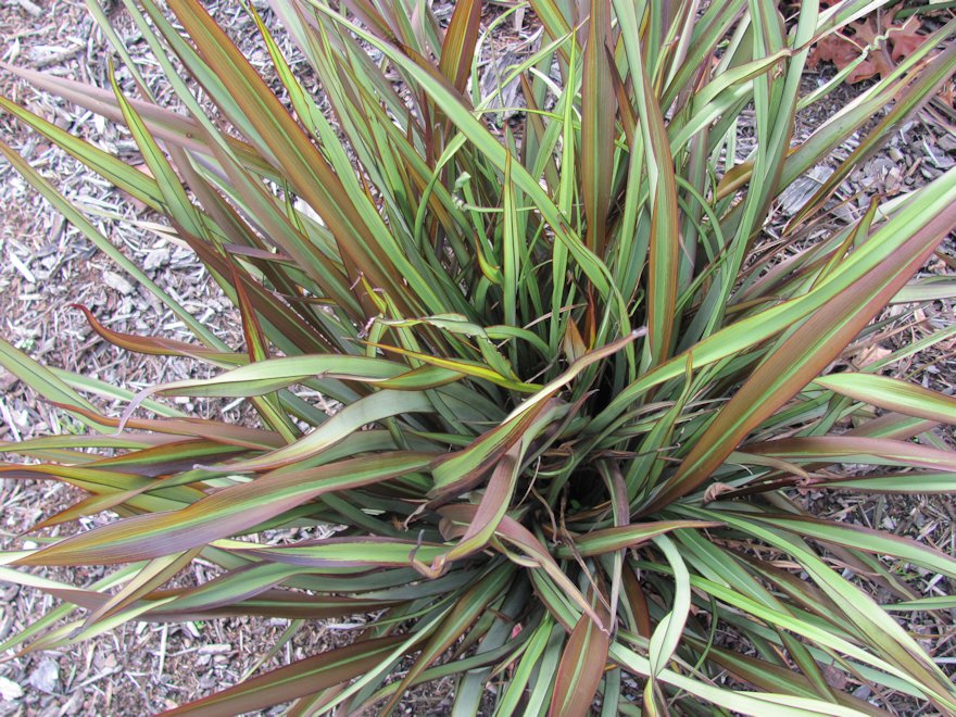 25x Flax Surfer Green - $9.99 each