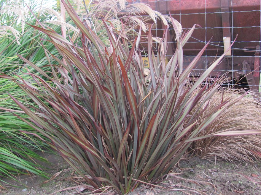Phormium Surfer Bronze