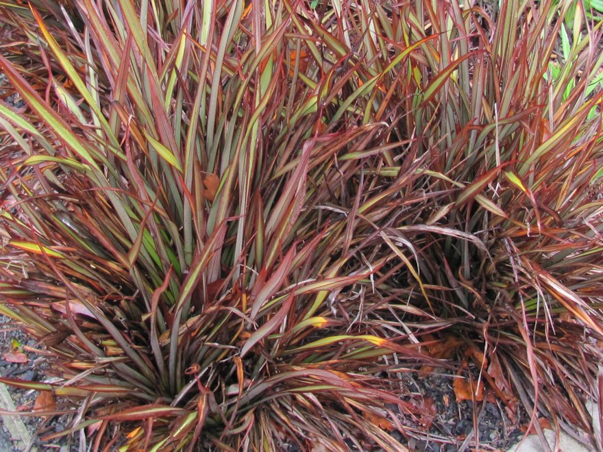 Phormium Surfer Bronze