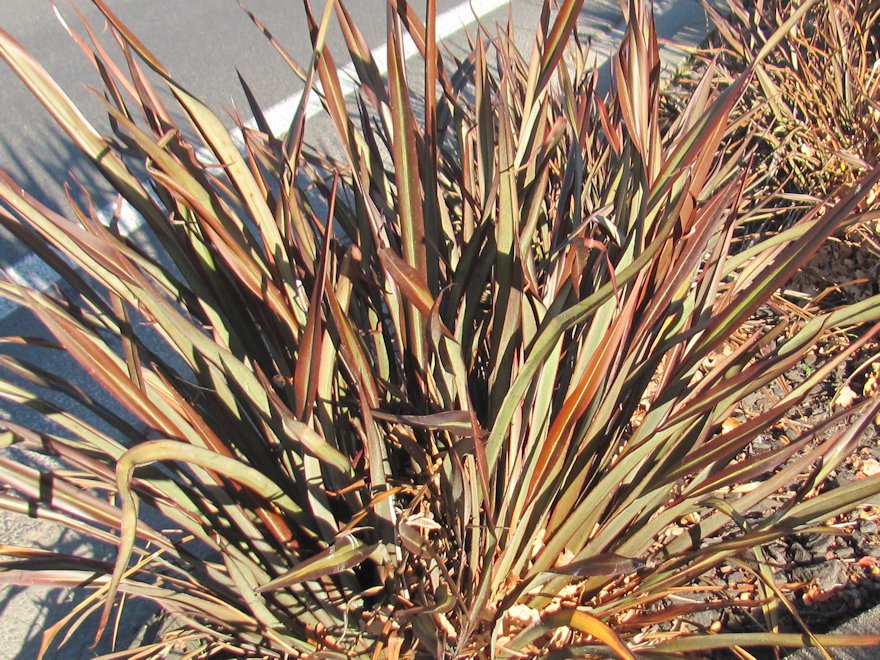 Phormium Surfer Bronze