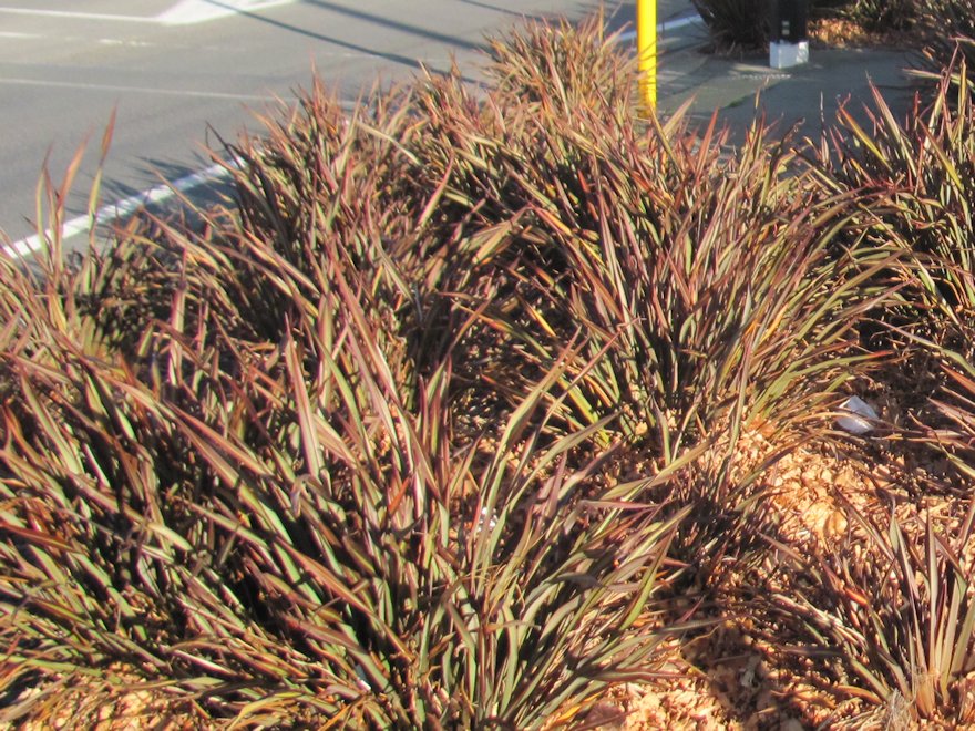 Phormium Surfer Bronze