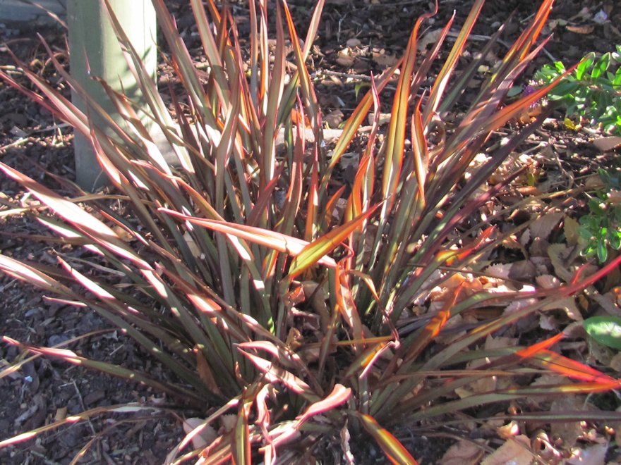 Phormium Surfer Bronze