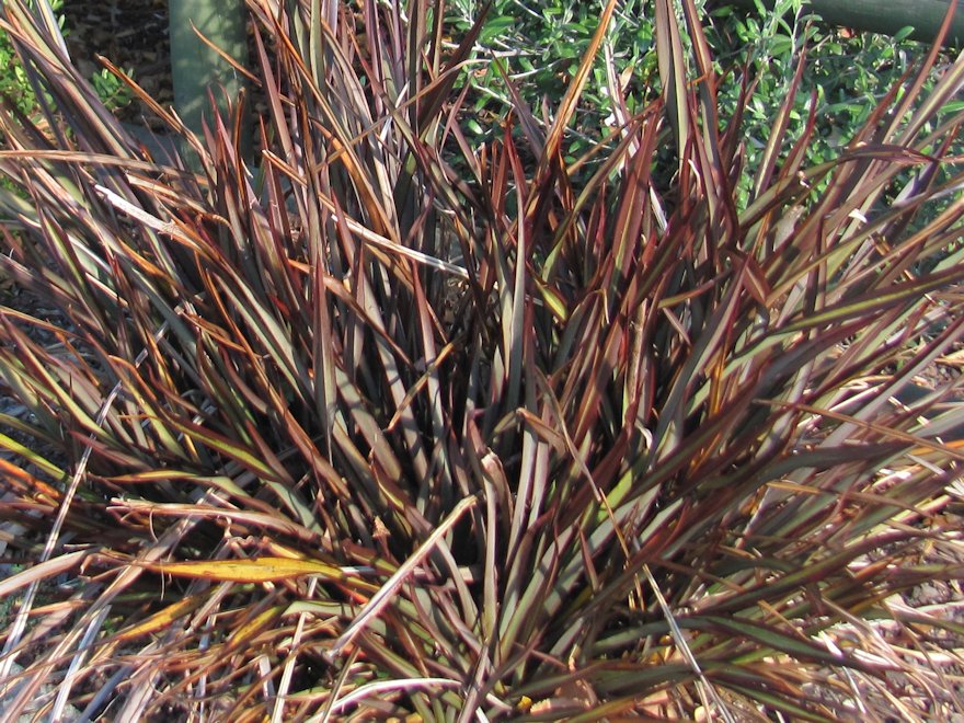 Phormium Surfer Bronze