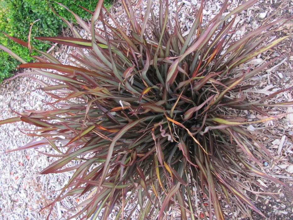 Phormium Surfer Bronze