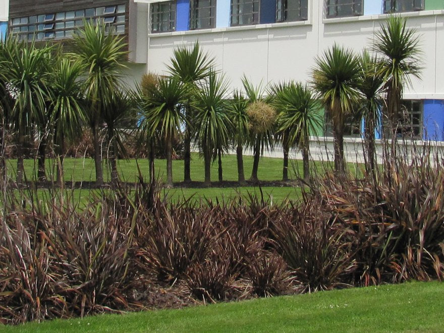 Phormium Surfer Bronze