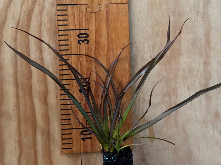 5x Flax Surfer Bronze - $5.99 each