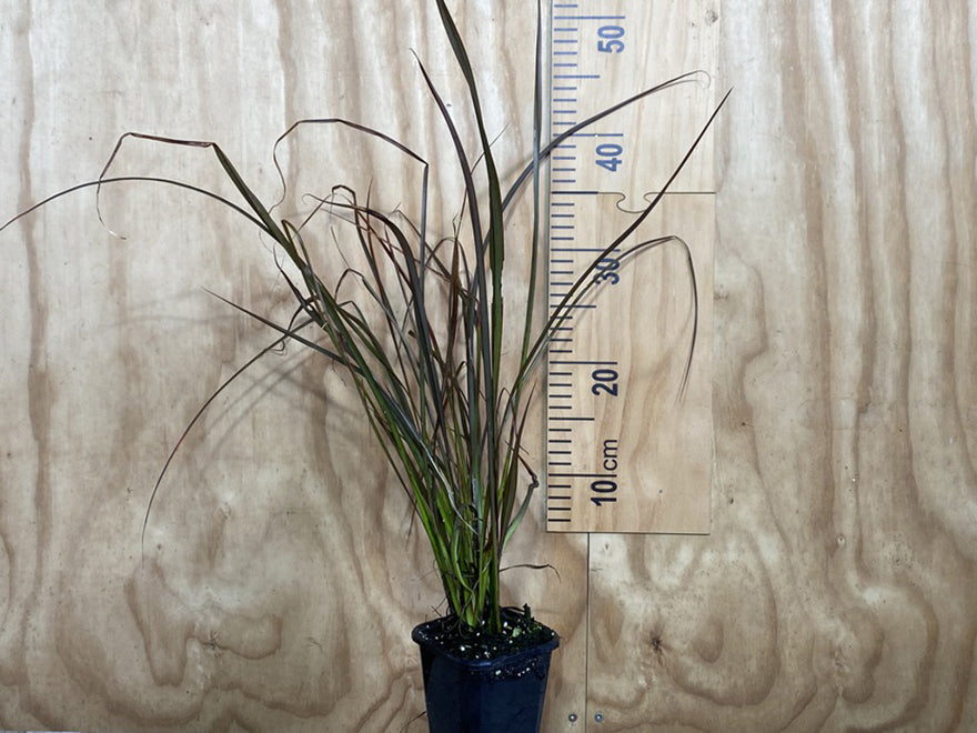 Phormium Surfer Bronze