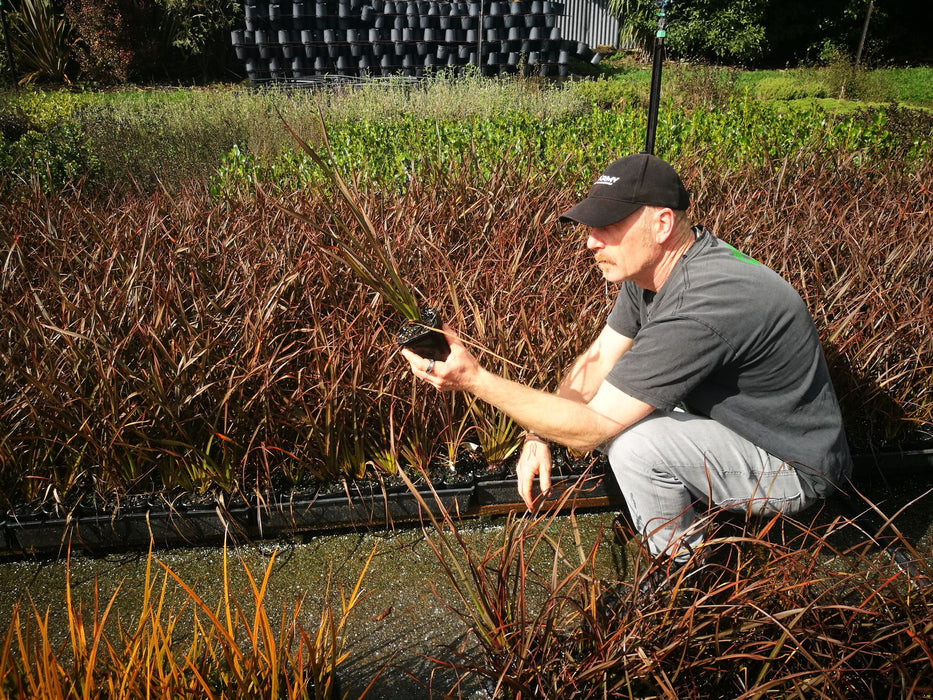 Phormium Surfer Bronze