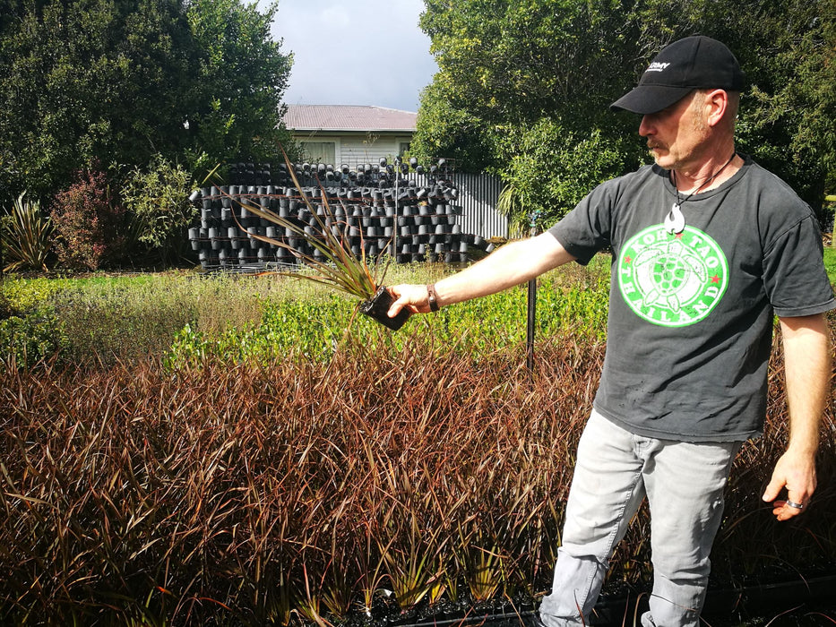 25x Flax Surfer Bronze - $5.99