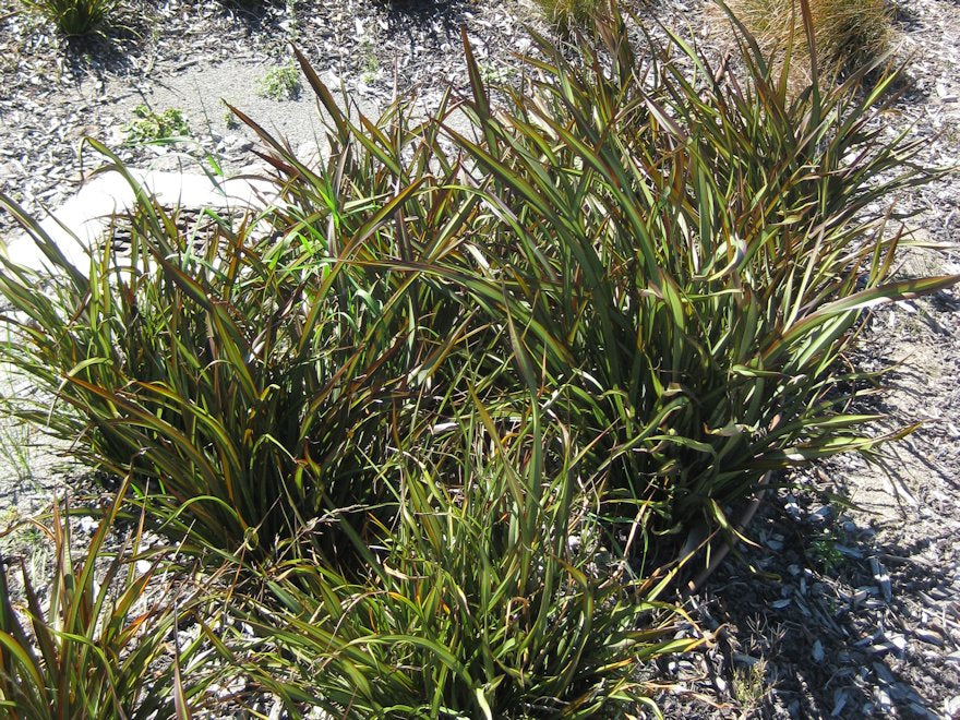 Phormium Surfer Green