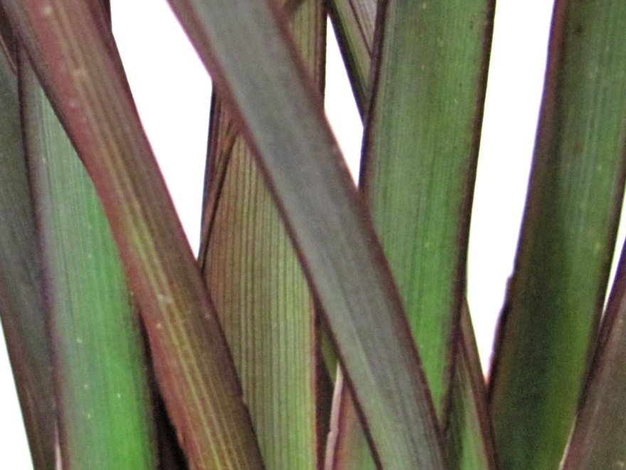 Phormium Surfer Green