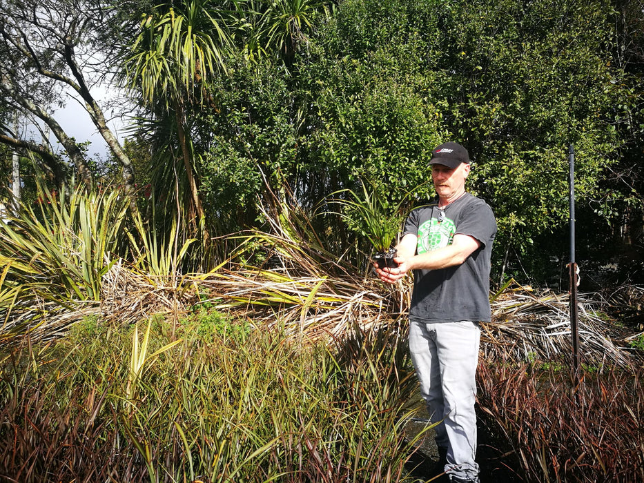 Phormium Surfer Green