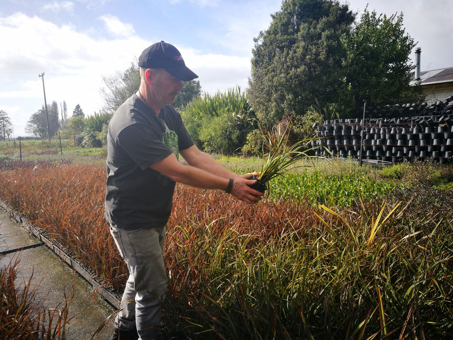 Phormium Surfer Green