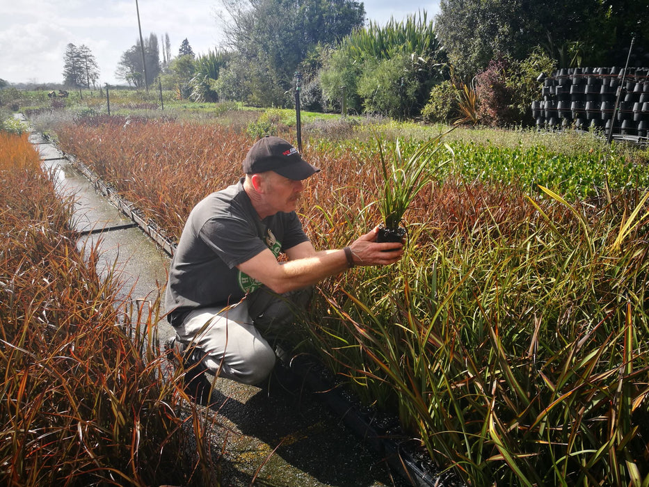 Phormium Surfer Green