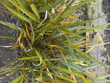 10x Harakeke - $1.99 each