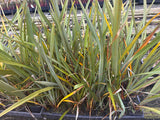 10x Harakeke - $1.99 each
